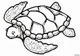 Turtle Coloring Pages Detailed Realistic Sea Printable Turtles Color Getcolorings Print Hawksbill Limited sketch template