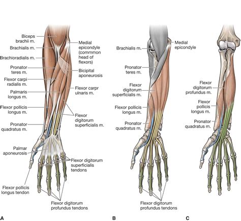 diagram   muscles   forearm muscles   hand anatomy
