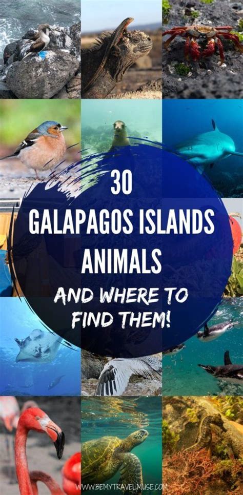 galapagos islands animals    find