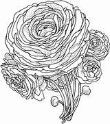 Flower Coloring Pages Peony Flowers Printable Colouring Realistic Color Beautiful Advanced Print Peonies Kids Drawing Activities Supercoloring Books Size Fancy sketch template