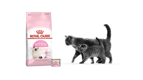 kitten food and nutrition what to feed kittens royal