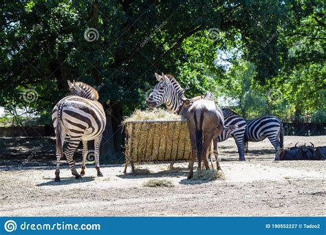 zebra   beekse bergen safaripark editorial photography image   equine
