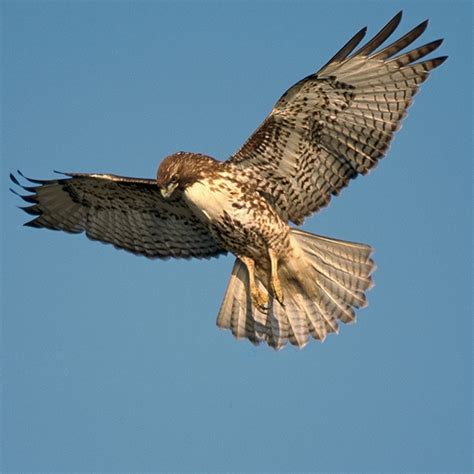 hawk types diet facts britannica peacecommissionkdsggovng