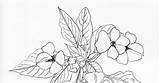 Impatiens Drawing sketch template