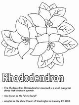 Rhododendron Flower Drawing Coloring Wv Virginia West Azalea Getdrawings Westvirginia Ws Kidzone Geography Usa sketch template