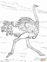Autruche Animali Deserto Avestruz Ostrich Struzzo Exclusif Supercoloring sketch template