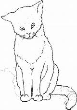 Katze Ausmalbilder Malvorlagen Zum Ausdrucken sketch template