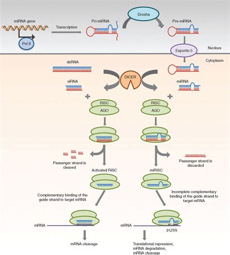 sirna  mirna  therapeutics  gene silencing molecular therapy nucleic acids