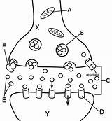 Coloring Synapse Anatomy Worksheet Neuron Ssri Work Dna Sheet Biology Science Guide Worksheets Brain Biologycorner Diagram Color Psychology Questions Ap sketch template