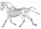Horse Skeleton Drawing Drawings Anatomy Outline Horses Animal Skeletal Trotting Animals Skeletons Cavalo Skull Mctimoney Saveur Anneke Sandy System Getdrawings sketch template