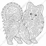 Coloring Pages Spitz Pomeranian Adults sketch template