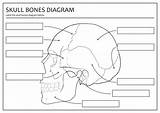 Skull Bones Unlabeled Printable Bone Worksheets Worksheet Diagram Human Skeleton Worksheeto Via sketch template