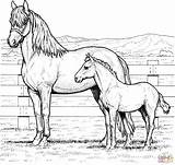 Horse Coloring Pages Mare Colt Printable Horses Family Farm Color Print Animals Sheets Baby Animal Stall Colouring Sheet Supercoloring Book sketch template