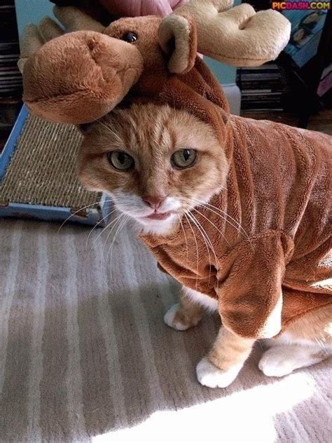 these cat halloween costumes are unbelievably adorable