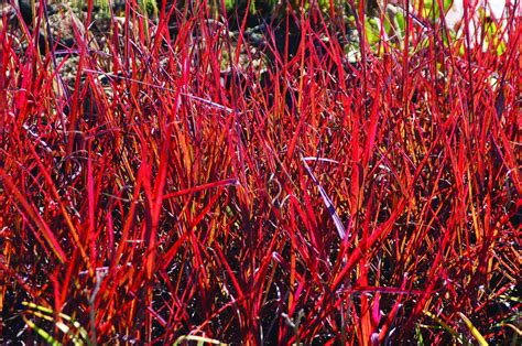red stems  red flowers  andropogon red october  hot grass