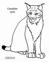 Lynx Coloring Pages Canadian Animal Printable Getcolorings Color Unbelievable Coloringbay Popular Onlycoloringpages sketch template