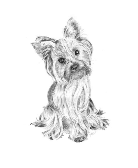 yorkshire terrier pencil drawing  carlsyres yorkie painting dog