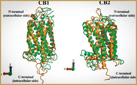 The Structure Of The First Cannabinoid Receptor Revealed