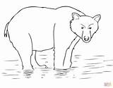 Coloring Alaska Bear Brown Pages Printable Bears Mask Supercoloring Categories sketch template