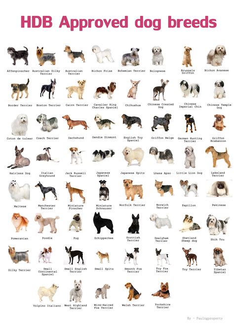 small dog breeds  names  pictures moo seat  forest