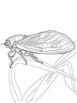 Cicada Coloring Pages Drawing Line Printable Animals Color Kids Supercoloring Getdrawings sketch template