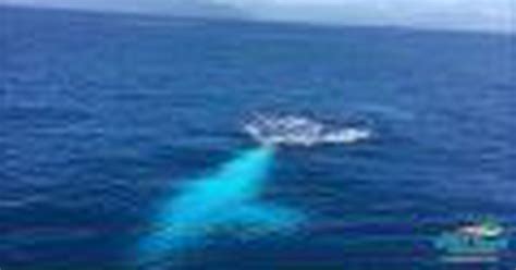 migaloo s back rare white whale spotted by tourists this time on reef