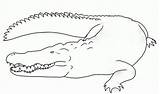 Crocodile Outlines Crocodiles sketch template