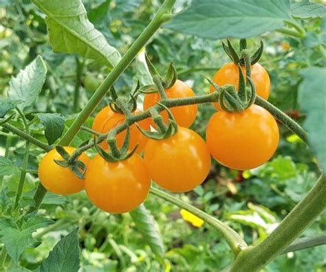 sunviva tomaten aus kurpfalz braunfaeuletolerante tomatensorte