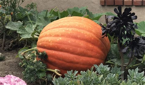 mission viejo resident grows giant pumpkin   front yard city