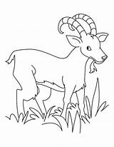 Goat Grass Eating Clipart Coloring Hungry Billy Cliparts Clipground sketch template