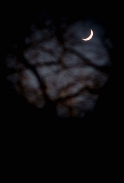 crescent moon   tree branches photography art prints