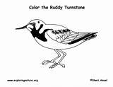Coloring Turnstone Ruddy Citing Reference Exploringnature sketch template