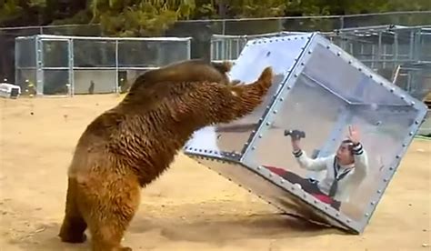 Japanese Game Show Bear Attacks On Humans In A Box