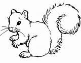 Squirrel Onlinecoloringpages sketch template