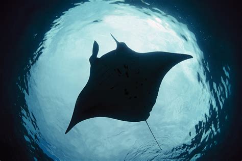manta rays   fish  recognise    mirror  scientist