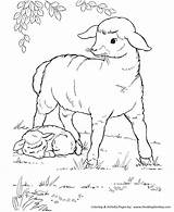 Coloring Sheep Farm Pages Animal Mother Lamb Animals Little Her Honkingdonkey Print Colouring sketch template