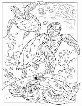 Coloring Pages Sea Animal Color Turtle Adults Adult Ocean Printable Kids Colouring Detailed Leatherback Sheet Oceans Print Themed Turtles Creatures sketch template