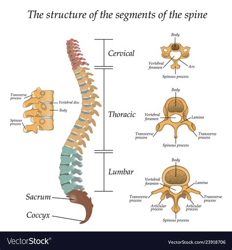 diagram   human spine  front  side vector image