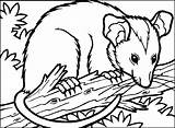 Coloring Opossum Pages Clipart Coloriage Library sketch template