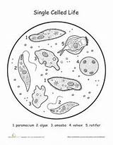 Organisms Biology Celled Reino Kingdoms Monera Protista Biologia Paramecium Grade Photosynthesis Lire Printable 6th Interactive sketch template