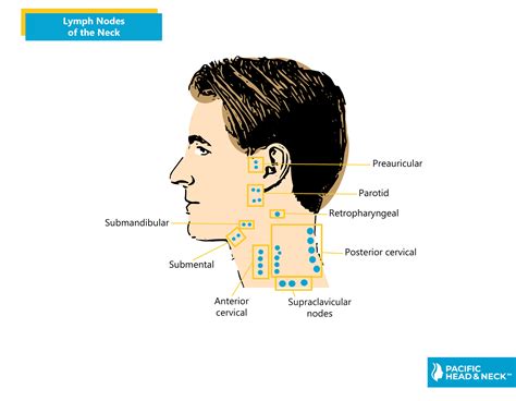lymphatic drainage lymph nodes head face neck retropharyngeal lymph