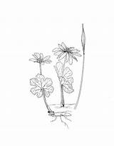 Coloring Growing Plants Sanguinaria Canadensis sketch template