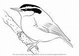 Nuthatch Breasted Red Drawing Draw Step Coloring Bird Birds Sketch Template Tutorials Drawingtutorials101 sketch template