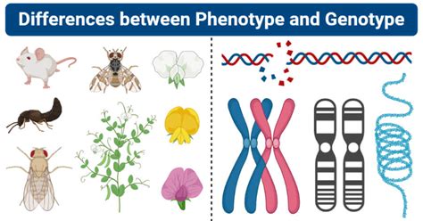 phenotype vs genotype definition 10 major differences examples