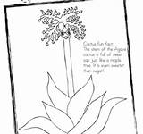 Agave Coloring 82kb 283px Cactus sketch template