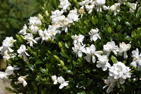 gardenia bush flower  stock photo public domain pictures