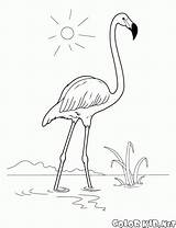 Flamingo Coloring Fenicottero Disegni Flaming Kolorowanka Aves Kolorowanki Colorkid Bambini Ptaki sketch template