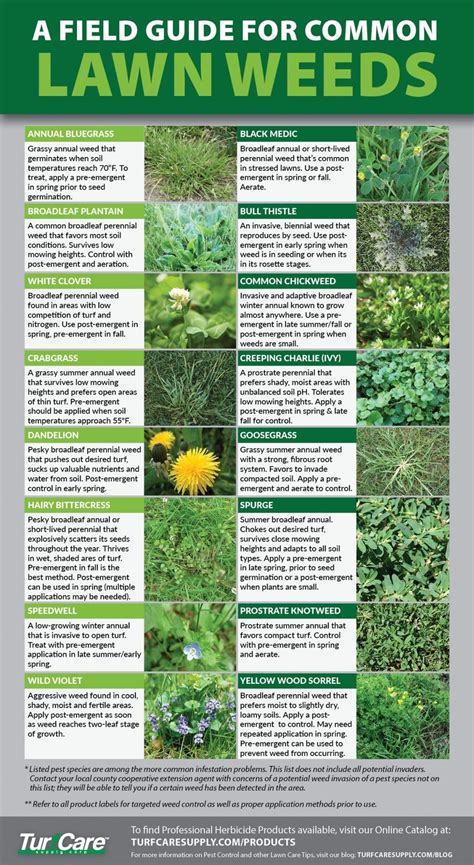 weed identification chart