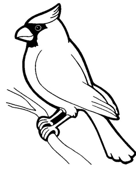 awesome bird standing  tree branch coloring page color luna