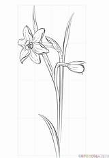 Daffodil Flores Narcissus Narciso Dibujar Tutorials Jonquille Dibujosparacolorear Supercoloring Sketches Outline Greatestcoloringbook Beginners Cómo sketch template